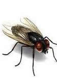 Fly