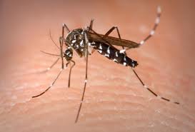 mosquito / daas